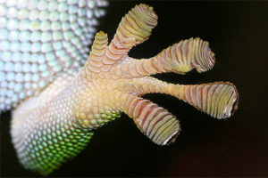 gecko_detalle